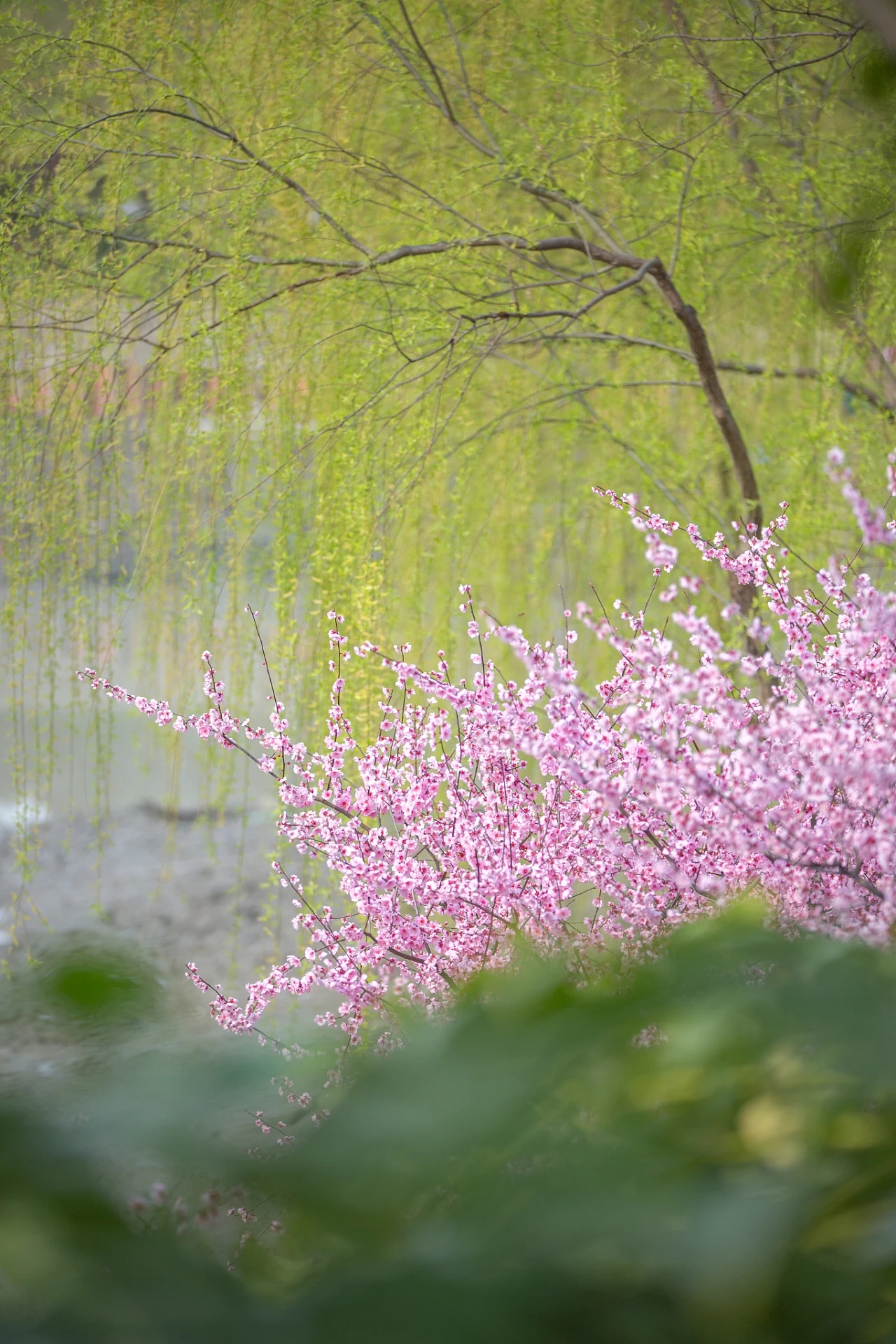 美如花燃柳卧